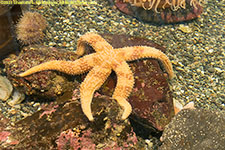 sea star